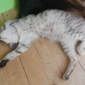 Paket Hemat 3 Celana Pendek Wanita - Hotpants, Legging, Short Pants, Shot - Celana Hotpants Nyaman Santai Hitam  Karet Dewasa Cewek