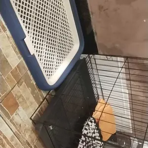 【kola panda】Anjing Toilet Anjing Tablet Gaya Terlepas Pelatihan Anjing