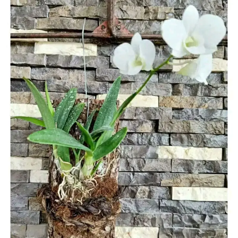 Bunga Anggrek dendrobium siap berbunga Bunga putih Tanaman