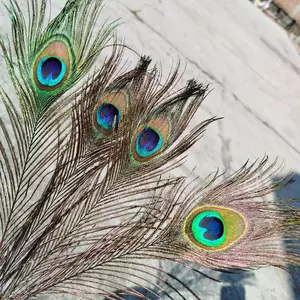 bulu merak asli super kwalitas premium gret A panjang 20-25cm