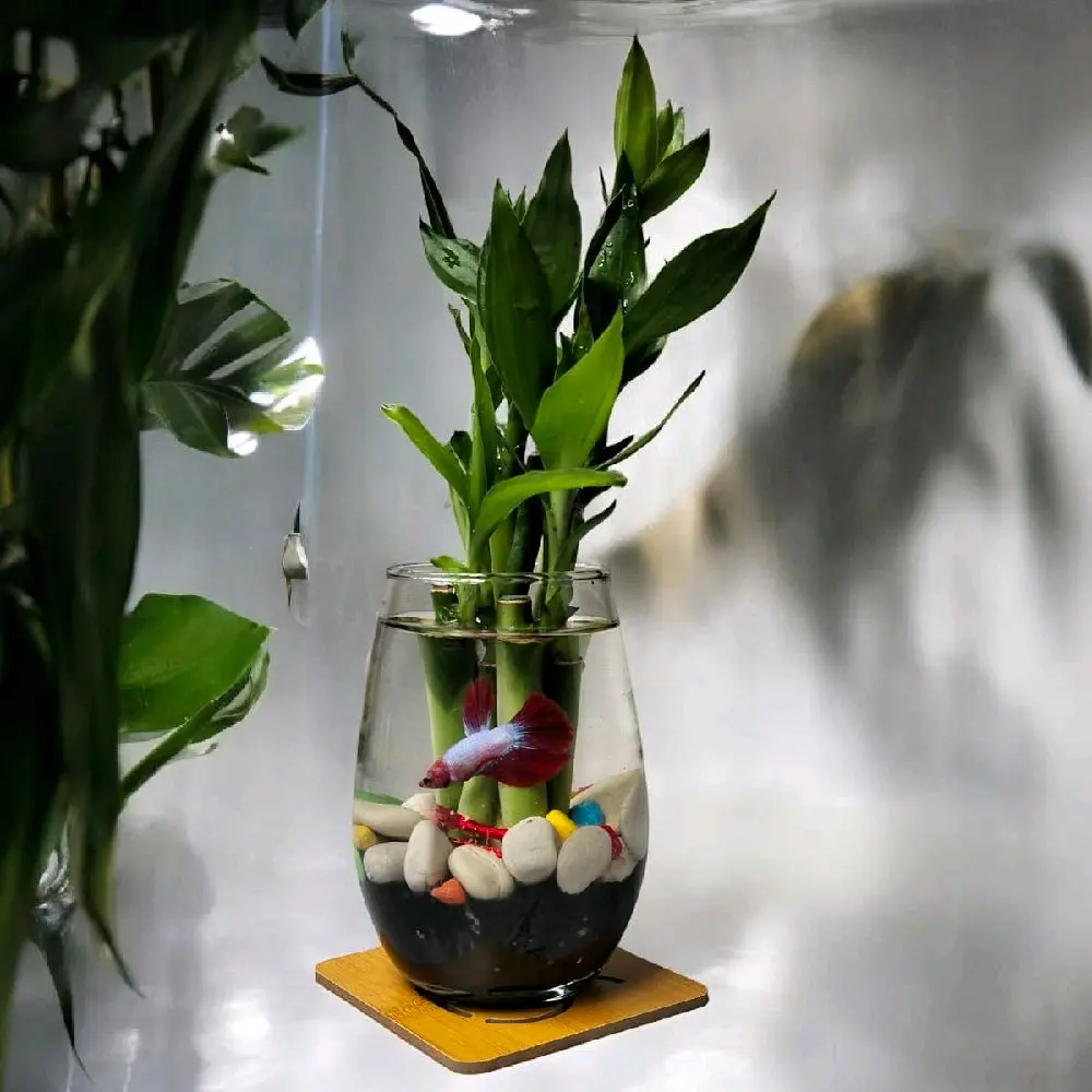 Dekorasi Meja Ruangan Bambu Hoki Pinot Glass Citinova Bubble Vasquarium Lebih Besar Luas Elegan Paket Lengkap Full Set untuk Interior Rumah