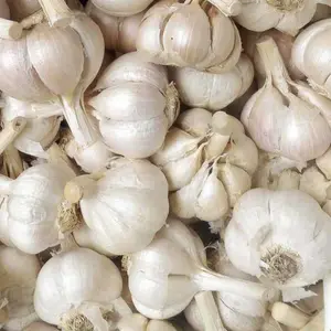 Bawang Putih Super (Kating)