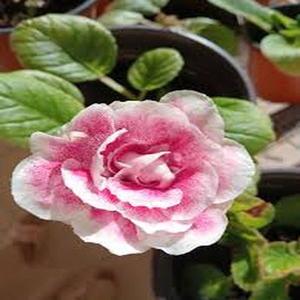 Gloxina Semillas de 100granos Planta Ornamental con Floración Abundante Flores Terciopelo Suaves para Cultivo Interior y Exterior Adaptable a Suelos Diversos Fácil Cultivo para Principiantes