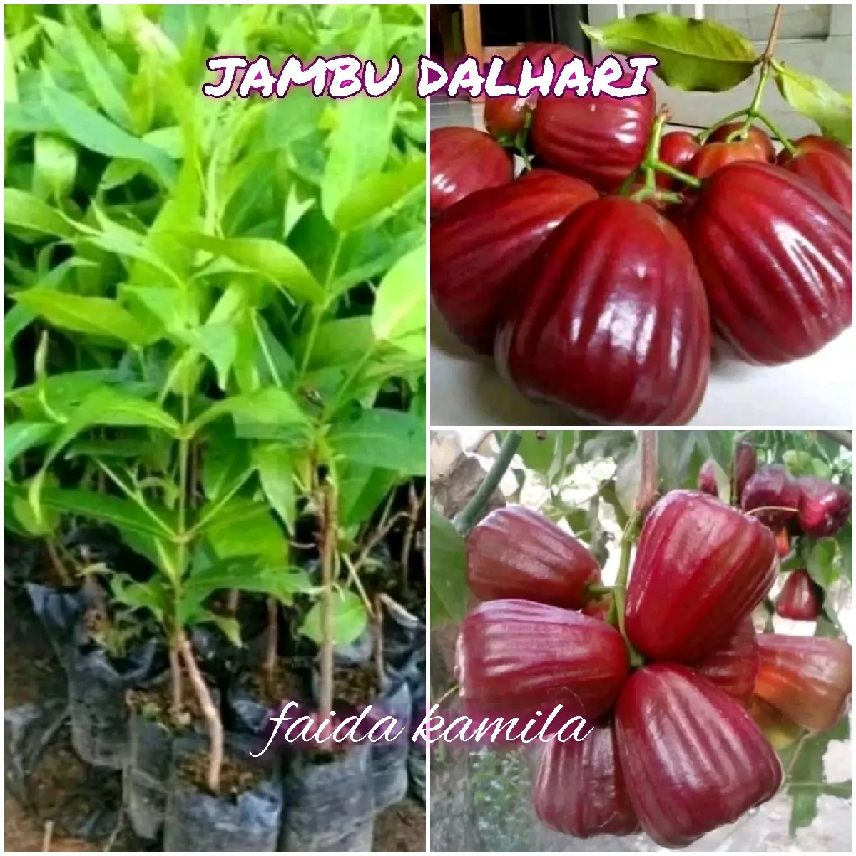 benih bibit jambu air DALHARI