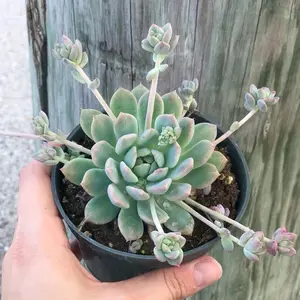 Sukulen Echeveria Prolifica