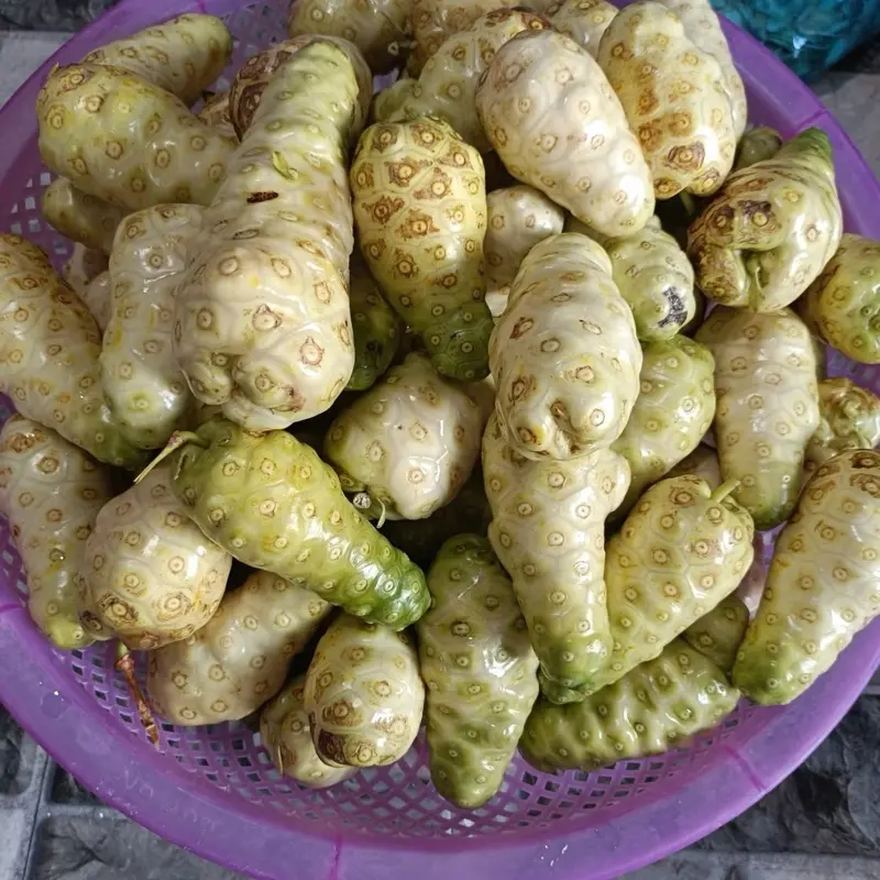 Hủ nhàu ngâm đường cát vàng mật mía, hủ 2kg, chính hiệu Nhàu Núi Thất Sơn An Giang đóng hủ, vận chuyển không bị rỉ nước, đảm bảo chất lượng 8