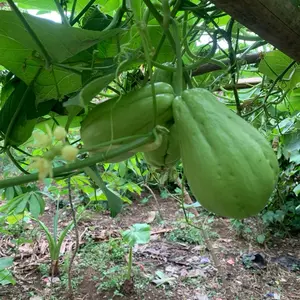 Labu siam fresh 1kg | petik kebun sendiri