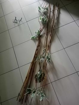 Product Review of 10 Batang Bambu Ulir Natural Variasi Daun  (Tidak Termasuk Vas/Pot) from t**a 0