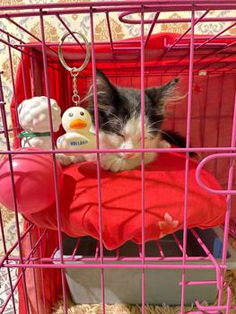 Product Review of KANDANG KUCING TINGKAT 2 SIZE L UKURAN 60X40 KOKOH DAN TEBAL from @**a 1
