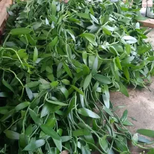 stek vanelli kualitas terbaik 1 meter