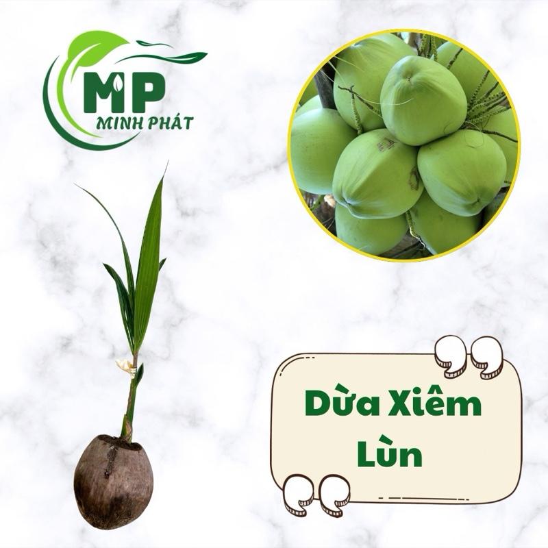  Cây giống Dừa Xiêm Lùn dừa lùn 
