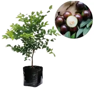 Bibit Anggur Brazil. Asli tanaman super genjah cepat berubah lebat...