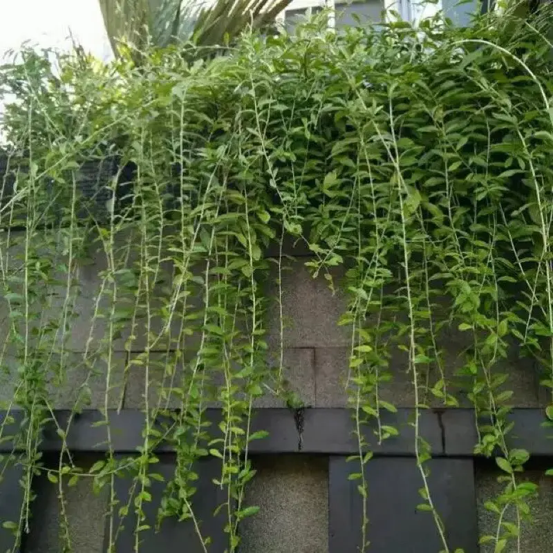 (Lee Kwan Yew - Tanaman Rambat) Artificial Plant