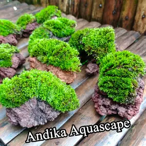 Batu Lavarok Mos Paludarium Spagnum untuk Aquarium dan Paludarium