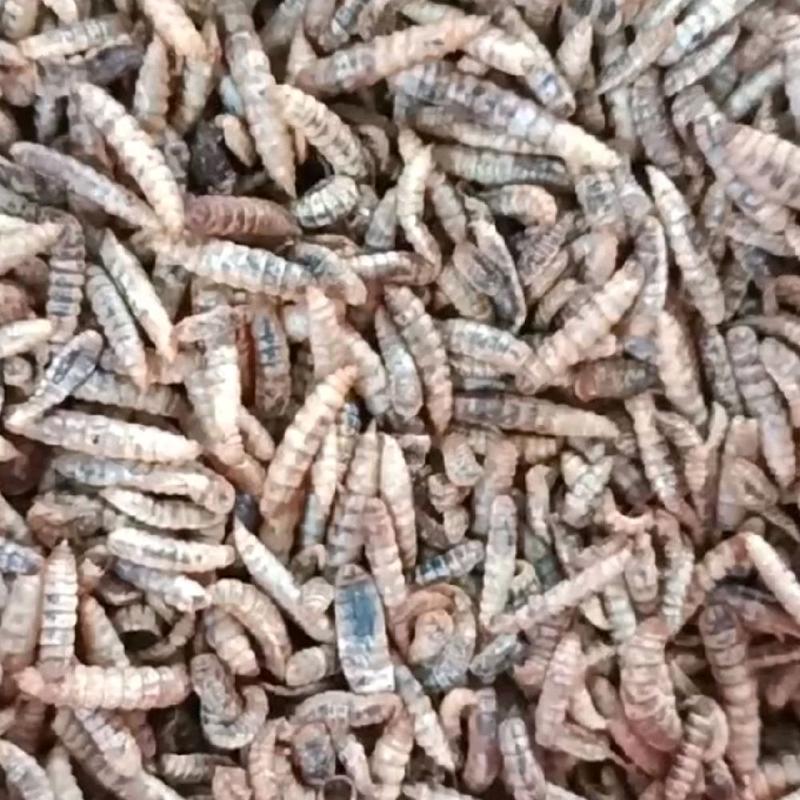 Sâu canxi sấy phồng - 2KG