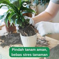 Gambar Workplant – Vitamin B1 Anti Stres untuk Tanaman Layu Setelah Pindah Tanam & Membantu Adaptasi Tanaman dari workplant official Kota Surabaya 3 Tokopedia