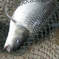 Gambar Essen Umpan Mancing Ikan Mas Indukan Aroma Durian Kweni Special Paling Gacor Boostrike - 15 ML dari ESSEN BOOSTRIKE_NEW Kota Tasikmalaya 4 Tokopedia