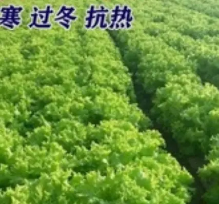 Big instant vegetable seed four seasons ball lettuce cream lettuceBig instant vegetable seed four seasons ball lettuce cream lettuce seed lettuce seed letot seed lettuce seed lettuce seed balcony spring autumn winter pot