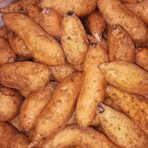 ubi madu cilembu mentah 1kg isi banyak (manis legit)