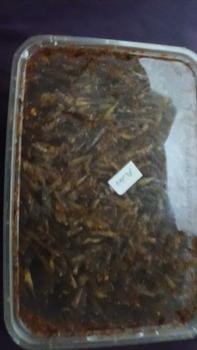 Product Review of belalang utis/belang kecil dpet 1box from P**5 1