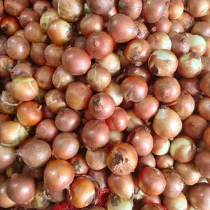 Bawang Bombay Besar&Kecil Ready