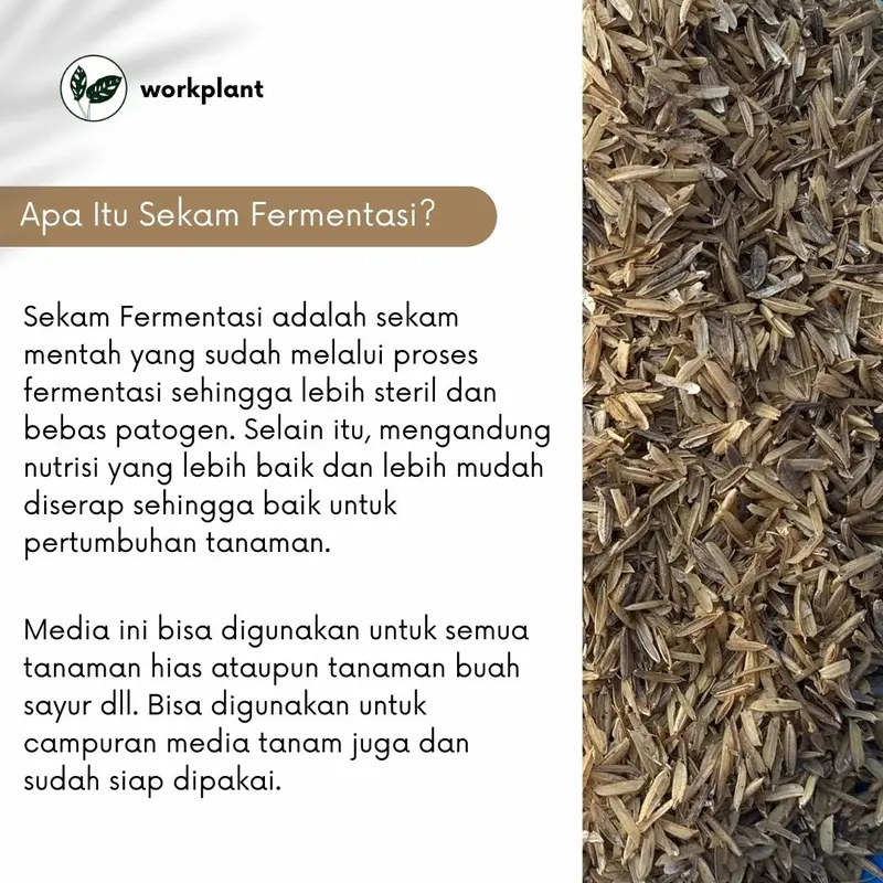 Sekam Mentah Fermentasi - Media Tanam Tanaman 1