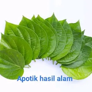 Apotik Hasil Alam terlaris DAUN SIRIH HIJAU SEGAR FRESH Segar dan Berkualitas Tinggi
