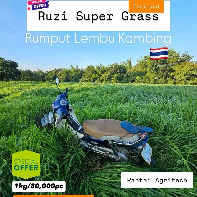 1KG Biji Benih Rumput Ruzi Thailand Rumput Ternakan Berprotein Tinggi Untuk Lembu Kambing Kuda 80,000 Biji Potong Tumbuh Balik Rumput Pilihan | Hydroseeding | Padang Ragut |Sillage Ruzi Seed