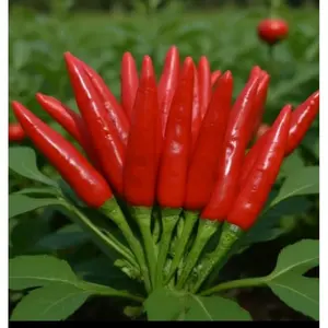 (200 BUTIR BENIH)  CABE RAWIT TEGAK BERGEROMBOL