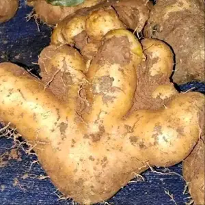 Gembili Ketan Jahe 1 Kilogram