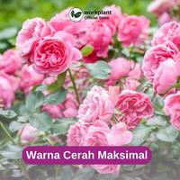 Gambar Workplant - Flower Nutrients Pupuk Bunga Lebat Tahan Rontok & Warna Cerah Untuk Semua Jenis Tanaman Hias Penyubur Bunga Cepat Mekar, Pupuk Tanaman Hias Rajin Berbunga, Aman untuk Semua Tanaman dari workplant official Kota Surabaya 4 Tokopedia
