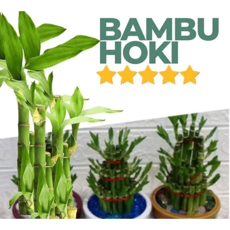 Artificial Tanaman Hias Bambu Hoki Sri Rejeki 2