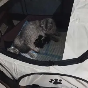 Kandang Bersalin Kucing (Whelping Tent) - Tenda Portable Anti Air dengan 8 Panel & Mat Khusus, Kandang Tertutup untuk Persiapan Melahirkan Anjing/Kucing, Sekaligus Portable Litter Box