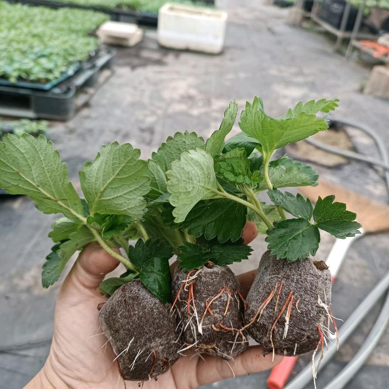  combo 3 cây giống dâu tây ngọt nhật hana 