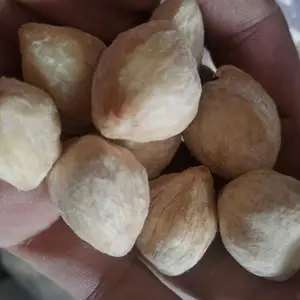 Miri Gelondong asli Medan