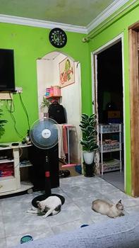 Product Review of TANAMAN ARTIFICIAL KETAPANG  PUTIH 23DAUN(sudah+pot) from L**u 0