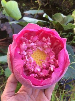 Product Review of (CỔ TRỤ )Áo khoác thun tăm CỔ TRỤ ôm gọn 4 túi from H**🌴 0