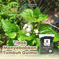 Gambar INFARM - Media Tanam Organik  Hidroponik Arang Sekam 1 ,3L Gratis Label  Pupuk Persemaian Pupuk Nutrisi Berkebun sekam bakar Subur, Ringan, Anti Jamur untuk Hidroponik & Berkebun Media Tanam Organik Persemaian & Tanaman Hias Berkualitas - Surabaya dari Infarm Kota Administrasi Jakarta Barat 3 Tokopedia