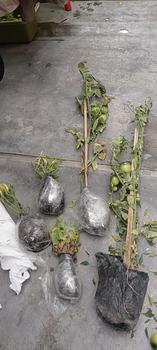 Product Review of Pot Tanaman Bahan Tanah Liat Paket 55 from T**8 0
