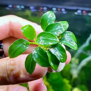 Anubias Petite minimal 7 Daun size remaja Low CO2 tanaman hiasan aquarium