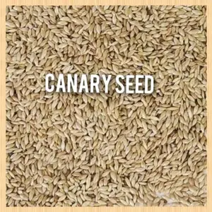 Canary seed Biji kenari untuk burung
