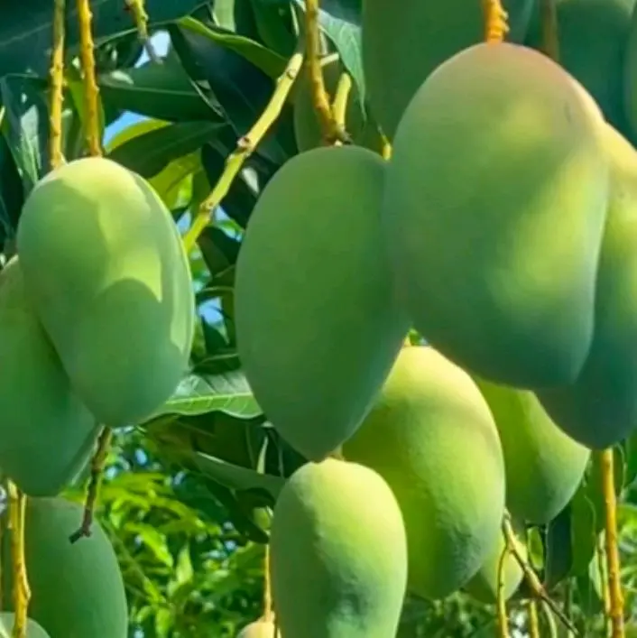 buah mangga muda rujak mangga muda mini segar dan fress enak d bikin rujak dan manisan 3