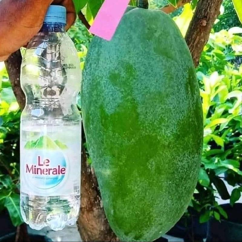 bibit tanaman mangga madu manalagi hasil okulasi  stok selalu tersedia 4