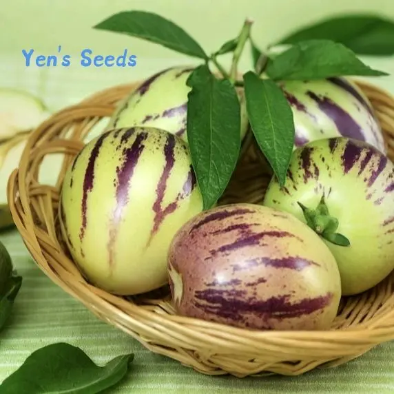 Benih Buah Melon Pepino | Melon Pepino Mini | Pepino Kuning ( 20 Butir )