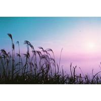 Gambar Roll Film Lomography 35mm Lomochrome Purple XR100-400 dari Instaxshop Kota Bandung 3 Tokopedia