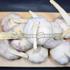 Bawang Putih Sico / Honan KOTOR ( Belum Dikupas Kulitnya) Kualitas Super Premium