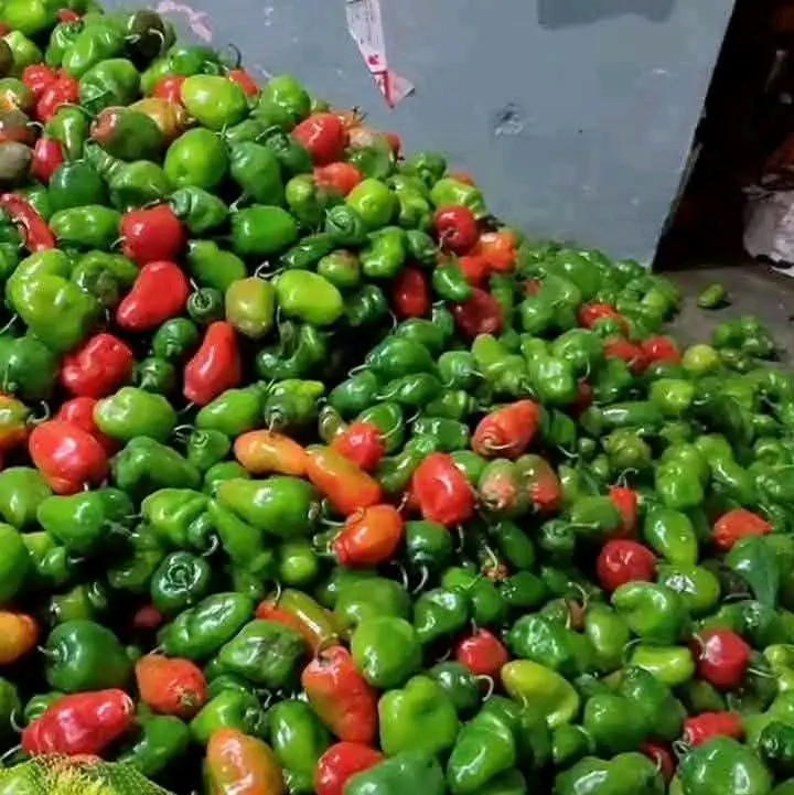 CABE GEMDOT - Sayuran Segar untuk Masakan Anda - Kecombrang, Potato 0
