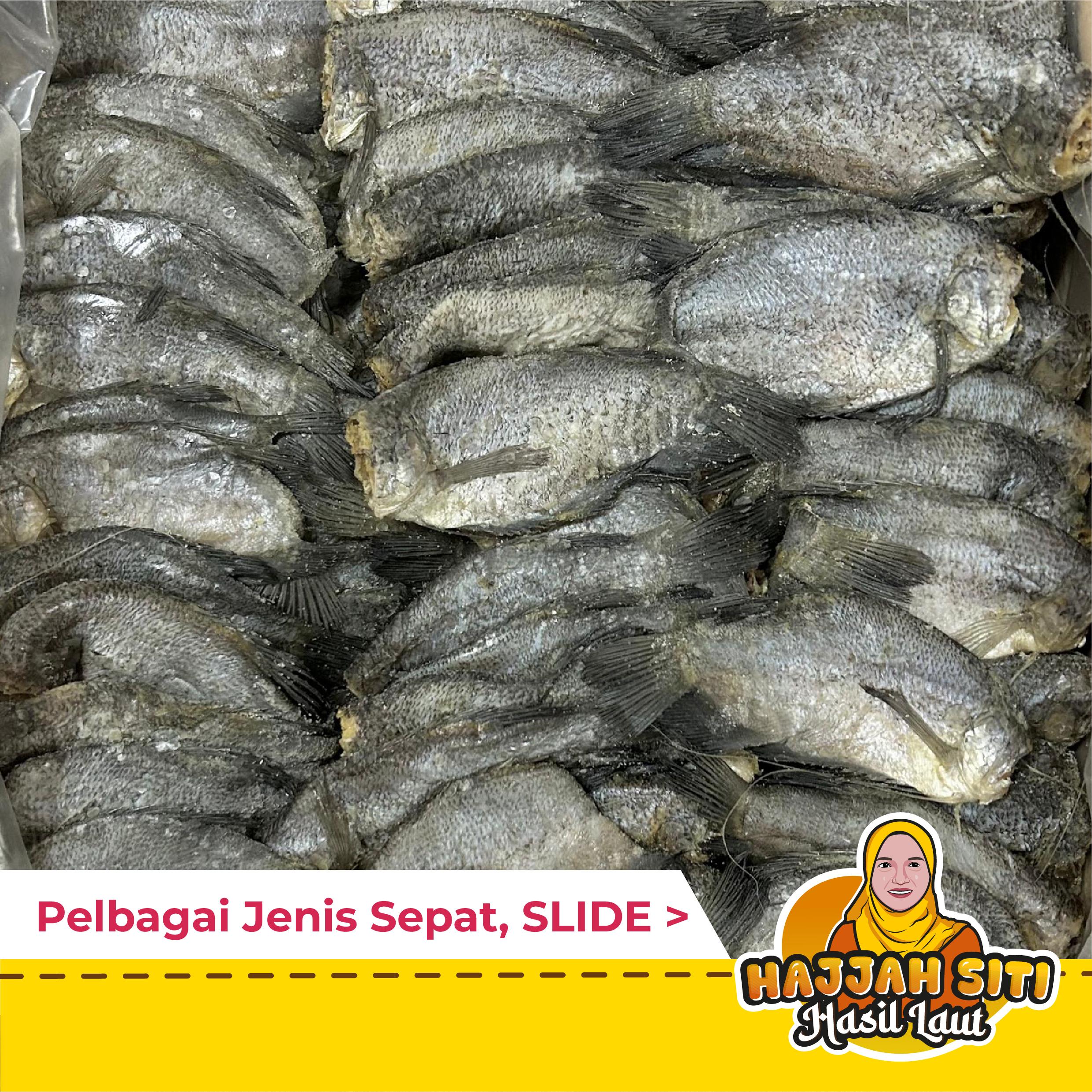 Sepat Benua Masin Tg. Dawai | Sepat Kedah | Sepat Siam | S | M | L | 8A,L (Putih) — Product image