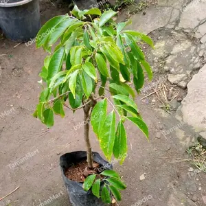 bibit tanaman buah leci merah siap berbuah batang besar pohon buahan bibit berkualitas premium