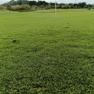 Golf Swing Warm Up Trainer Untuk Latihan Memperkuat Otot Ayunan